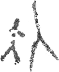 (15,16) Antropomorf